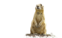 Prairie Dog Hunting