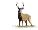 White Tail Deer Hunting